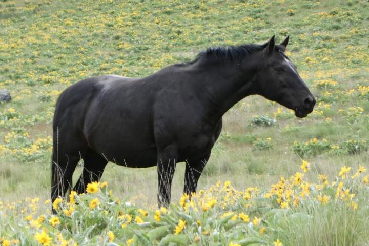 Black horse standing in a field with yellow wildflowers.