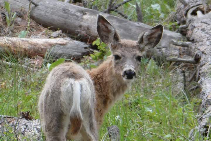 Young deer with large ears in a forested area with fallen logs.