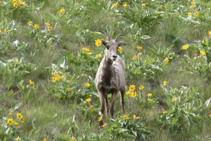 Mountain goat in grassy field with yellow flowers.