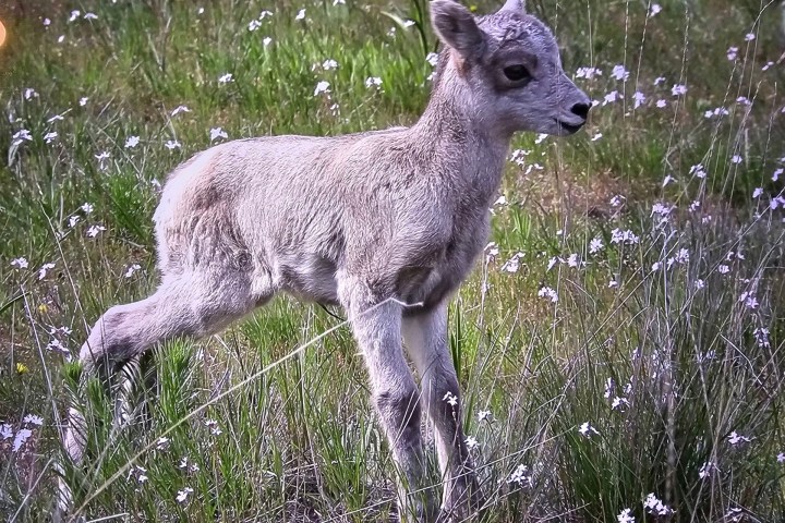 Young lamb standing in a grassy field with small white flowers.
