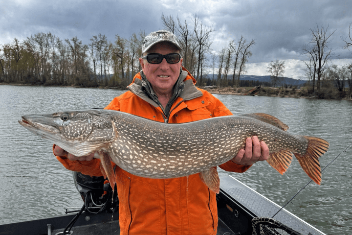 Person in orange jacket holding a large fish on a boat.