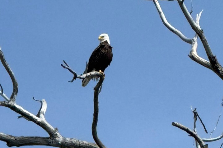 Bald eagle perched on a bare tree branch near a nest, clear blue sky background.