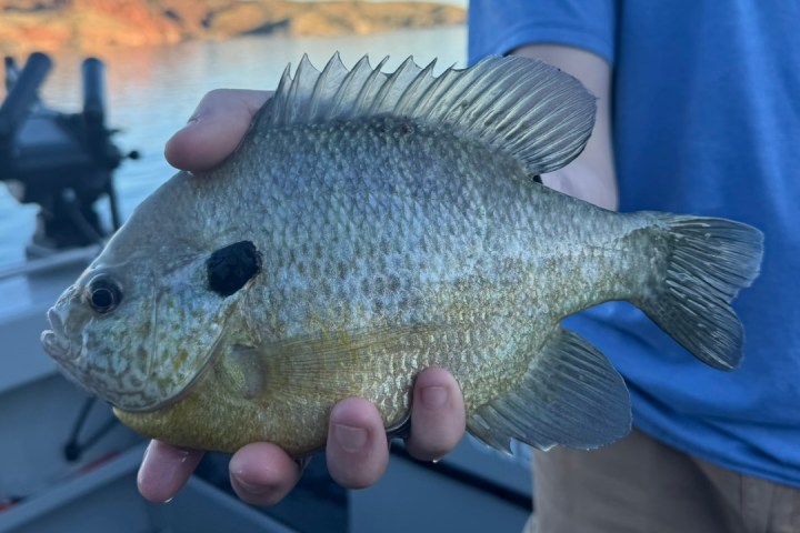 Person holding a large fish with a lake in the background.