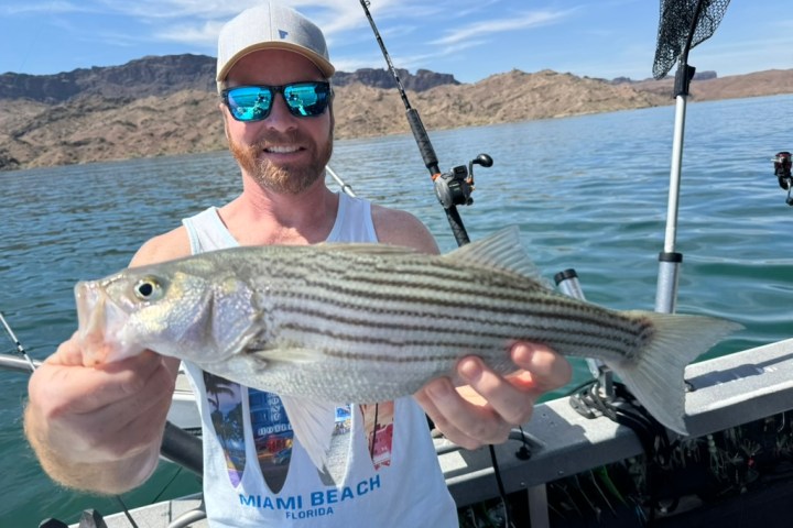 Man on a boat holding a striped bass in front of a lake.