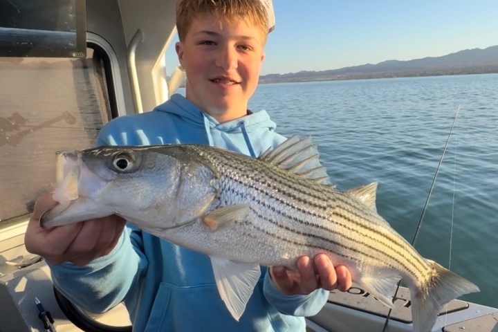 Person on a boat holding a striped fish with a lake and mountains in the background.