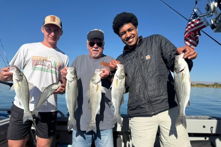 Three men on a boat holding five striped bass against a clear blue sky.