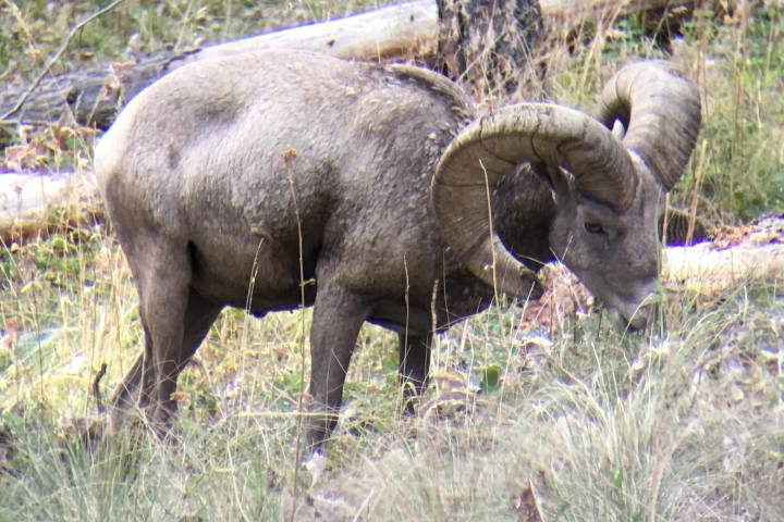 Bighorn sheep grazing in a field with tall grass.