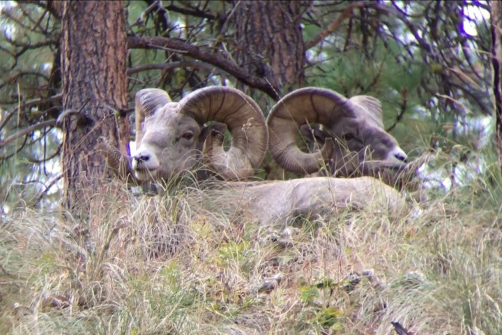 a group of sheep standing on top of a grass covered field