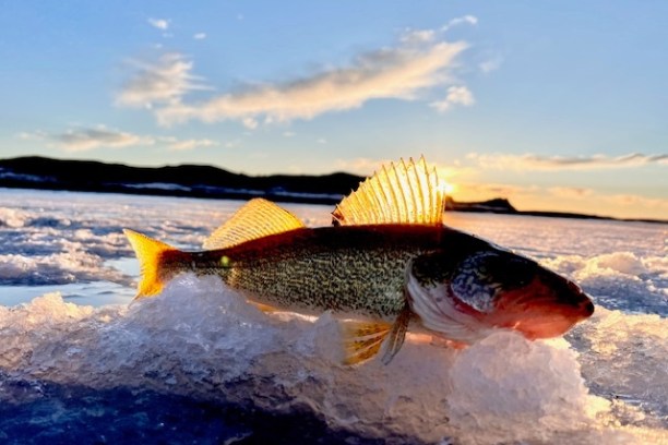 a person holding a fish in the water