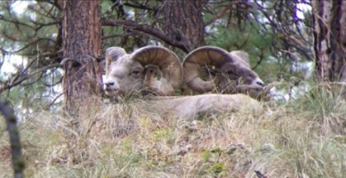 a group of sheep in a forest