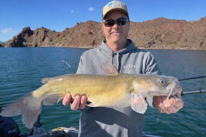 Person holding large catfish on a boat in a lake.