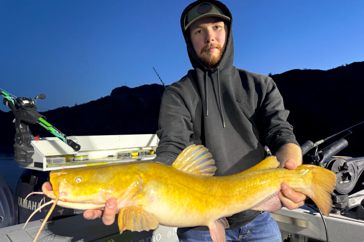 Man holding a large catfish on a boat at dusk.